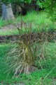 PENNICETUM rubrum.  1m